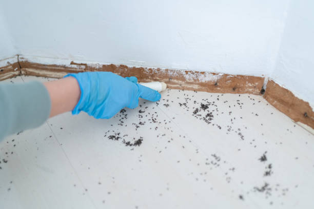 Reliable Wabasso Beach, FL Pest Control Solutions